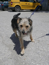 BIRKE, Hund, Mischlingshund in Bulgarien - Bild 5
