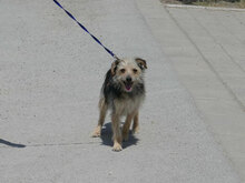 BIRKE, Hund, Mischlingshund in Bulgarien - Bild 6