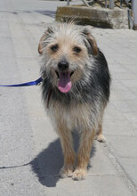 BIRKE, Hund, Mischlingshund in Bulgarien - Bild 7