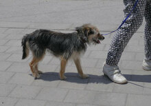 BIRKE, Hund, Mischlingshund in Bulgarien - Bild 8