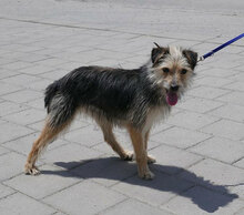 BIRKE, Hund, Mischlingshund in Bulgarien - Bild 9
