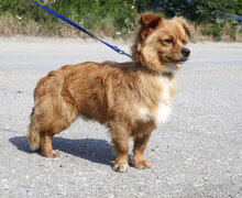 PIPPINUS, Hund, Mischlingshund in Bulgarien