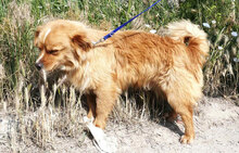 PIPPINUS, Hund, Mischlingshund in Bulgarien - Bild 2
