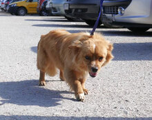 PIPPINUS, Hund, Mischlingshund in Bulgarien - Bild 3