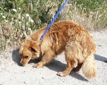 PIPPINUS, Hund, Mischlingshund in Bulgarien - Bild 4