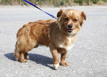 PIPPINUS, Hund, Mischlingshund in Bulgarien - Bild 5