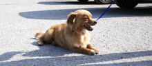 PIPPINUS, Hund, Mischlingshund in Bulgarien - Bild 6