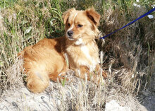 PIPPINUS, Hund, Mischlingshund in Bulgarien - Bild 7
