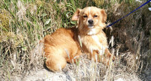PIPPINUS, Hund, Mischlingshund in Bulgarien - Bild 8