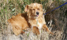 PIPPINUS, Hund, Mischlingshund in Bulgarien - Bild 9