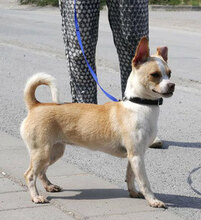 PHOEBE, Hund, Chihuahua Mix in Bulgarien