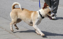 PHOEBE, Hund, Chihuahua Mix in Bulgarien - Bild 2