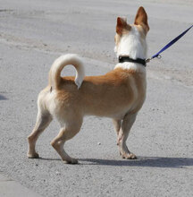 PHOEBE, Hund, Chihuahua Mix in Bulgarien - Bild 3