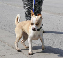 PHOEBE, Hund, Chihuahua Mix in Bulgarien - Bild 4