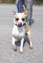 PHOEBE, Hund, Chihuahua Mix in Bulgarien - Bild 5