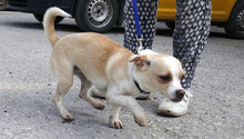 PHOEBE, Hund, Chihuahua Mix in Bulgarien - Bild 6
