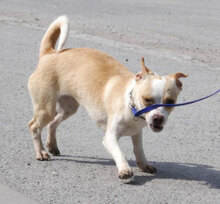 PHOEBE, Hund, Chihuahua Mix in Bulgarien - Bild 7