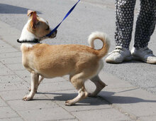 PHOEBE, Hund, Chihuahua Mix in Bulgarien - Bild 8
