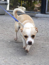 PHOEBE, Hund, Chihuahua Mix in Bulgarien - Bild 9