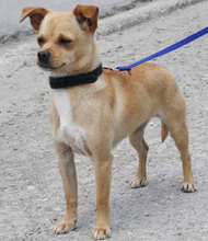 PHILIA, Hund, Chihuahua Mix in Bulgarien