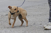 PHILIA, Hund, Chihuahua Mix in Bulgarien - Bild 10