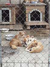 PHILIA, Hund, Chihuahua Mix in Bulgarien - Bild 11