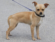 PHILIA, Hund, Chihuahua Mix in Bulgarien - Bild 2