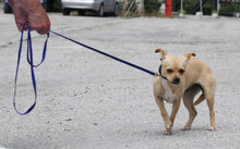 PHILIA, Hund, Chihuahua Mix in Bulgarien - Bild 3