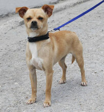 PHILIA, Hund, Chihuahua Mix in Bulgarien - Bild 4