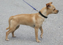 PHILIA, Hund, Chihuahua Mix in Bulgarien - Bild 5