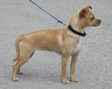 PHILIA, Hund, Chihuahua Mix in Bulgarien - Bild 6