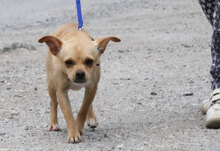 PHILIA, Hund, Chihuahua Mix in Bulgarien - Bild 7
