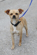 PHILIA, Hund, Chihuahua Mix in Bulgarien - Bild 8