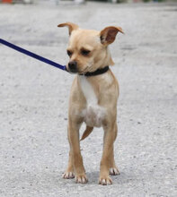PHILIA, Hund, Chihuahua Mix in Bulgarien - Bild 9