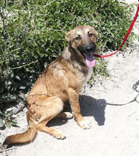 ELIAN, Hund, Mischlingshund in Bulgarien - Bild 1