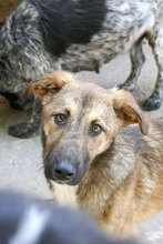 ELIAN, Hund, Mischlingshund in Bulgarien - Bild 10