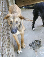 ELIAN, Hund, Mischlingshund in Bulgarien - Bild 11