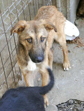 ELIAN, Hund, Mischlingshund in Bulgarien - Bild 12