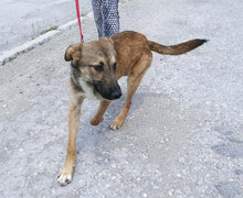 ELIAN, Hund, Mischlingshund in Bulgarien - Bild 2