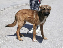 ELIAN, Hund, Mischlingshund in Bulgarien - Bild 3