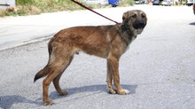 ELIAN, Hund, Mischlingshund in Bulgarien - Bild 4
