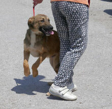 ELIAN, Hund, Mischlingshund in Bulgarien - Bild 5