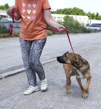 ELIAN, Hund, Mischlingshund in Bulgarien - Bild 6