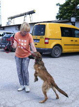 ELIAN, Hund, Mischlingshund in Bulgarien - Bild 7