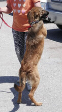 ELIAN, Hund, Mischlingshund in Bulgarien - Bild 8