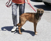 ELIAN, Hund, Mischlingshund in Bulgarien - Bild 9