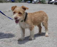 ALWINA, Hund, Mischlingshund in Bulgarien
