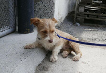ALWINA, Hund, Mischlingshund in Bulgarien - Bild 11