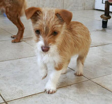 ALWINA, Hund, Mischlingshund in Bulgarien - Bild 12