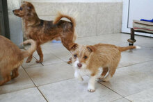 ALWINA, Hund, Mischlingshund in Bulgarien - Bild 13